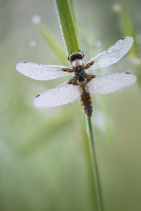 Viervlek libelle