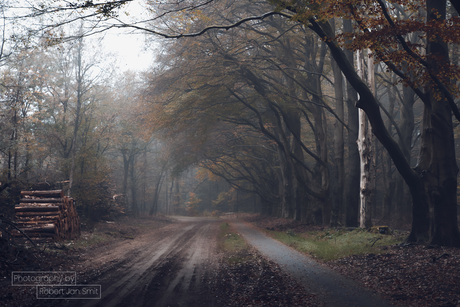 Zandweg met overhangende bomen in de herfst met houtstapel