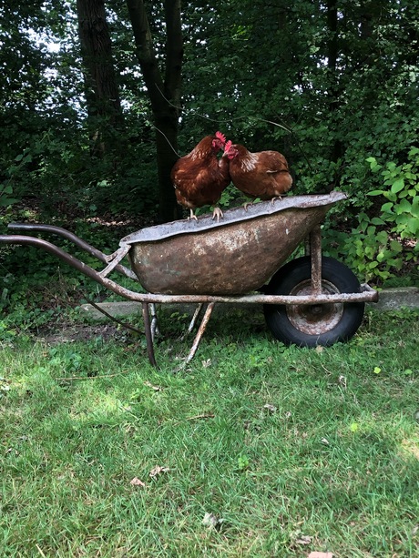 Kip op kruiwagen 