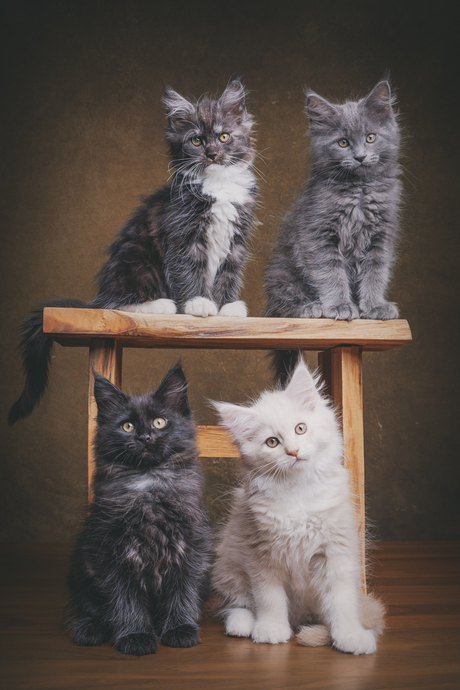 poseren als de beste