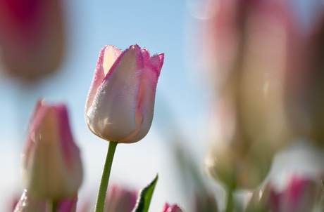 Dauwdruppels op een tulp