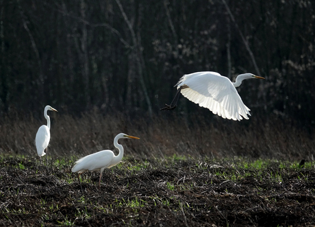 Grote zilverreigers