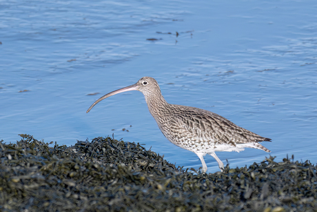 Wulp-Curlew (Numenius arquata)