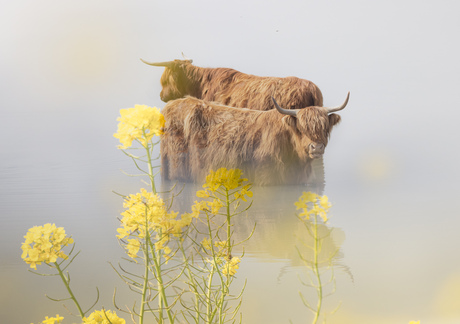 Schotse hooglanders