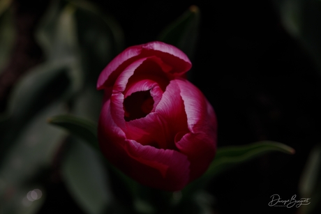 Roze tulp in de donkerte van de wolken