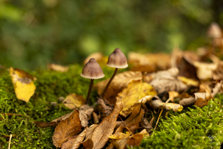 Paddenstoeltjes
