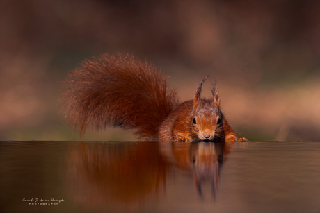 Dorst