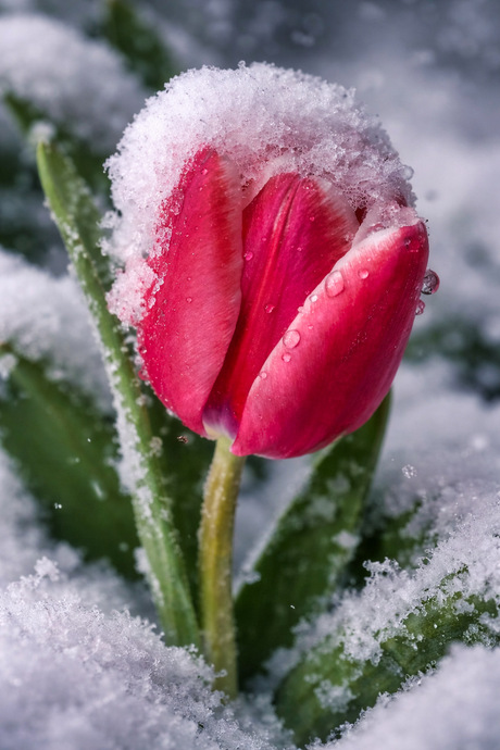 Kleurrijk in de sneeuw. 