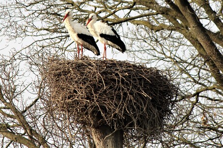 Het nest weer bespoken.