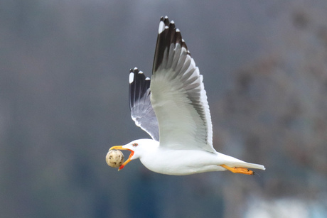 Mantelmeeuw met ei