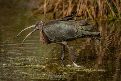 Zwarte ibis