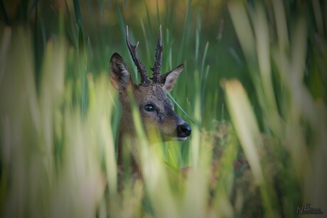 Ree in het riet