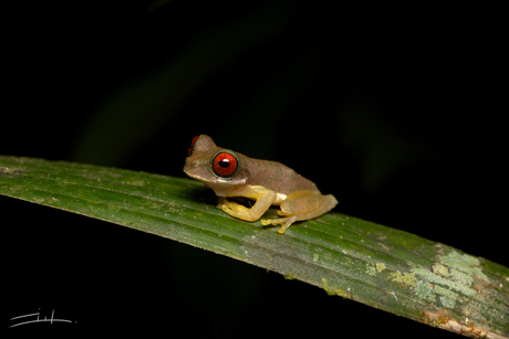 Red eyed stream frog