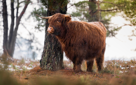 Schotse trotse hooglander