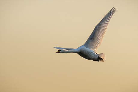 Zwaan in vlucht