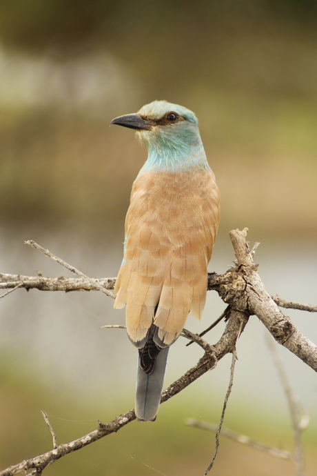 Kleurrijke vogel in Zuid-Afrika