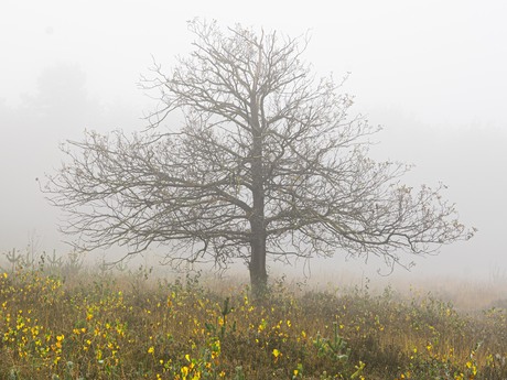 herfstkleuren lijken wel bloemen