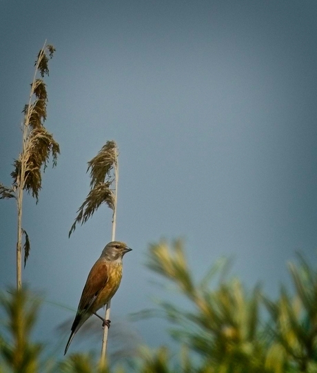 Common Linnet (Gewone Kneu) in Zeeland