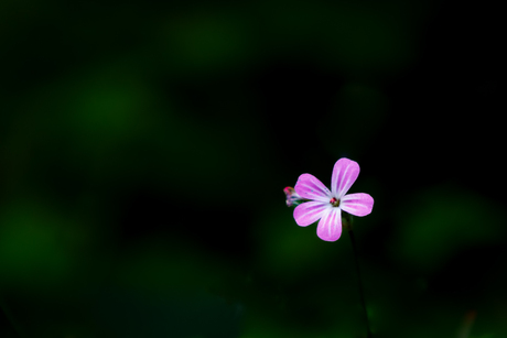 Eenzaam bloempje in het bos