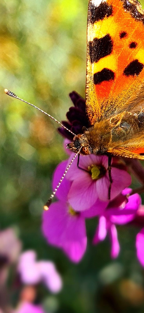 Kleine vos opzoek  naar nectar