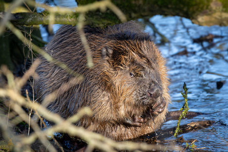 Bever