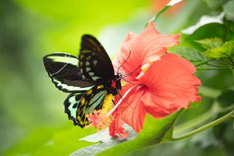 Vlinder in natuurlijk licht