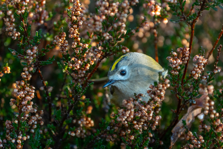 Goudhaantje in de hei