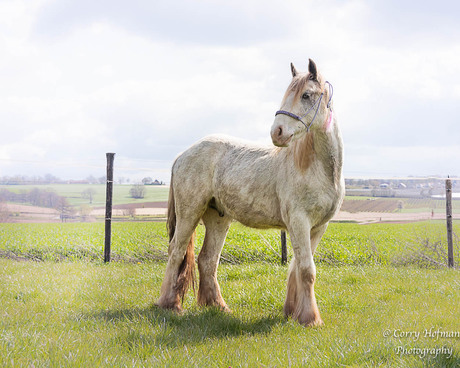 mijn tweejarige Irish cob 