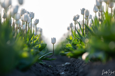 Stand out from the crowd