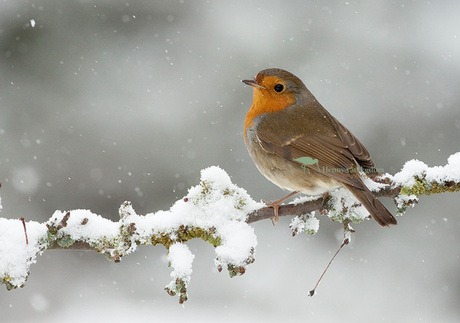 Roodborst