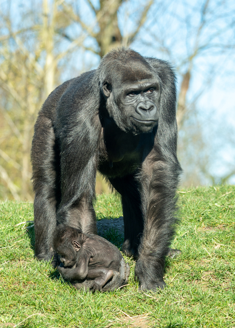 Dagje dierentuin GaiaZoo