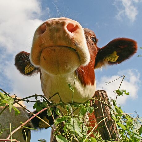 Laag overvliegende koe