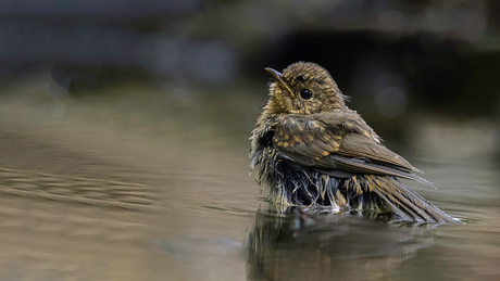 Roodborst (Juveniel)