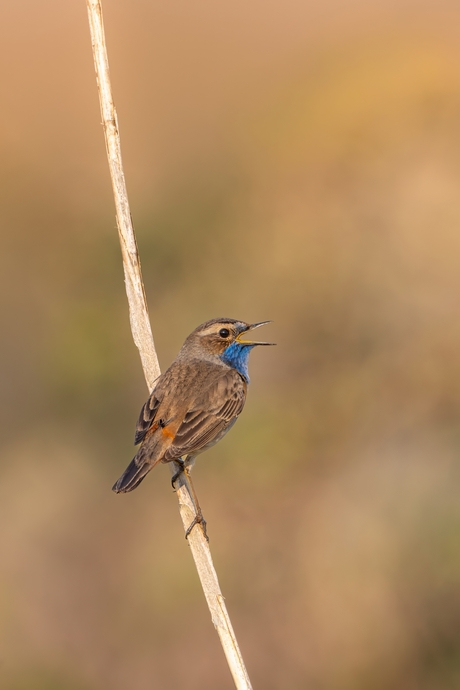 Eindelijk ECHT lente! (2)