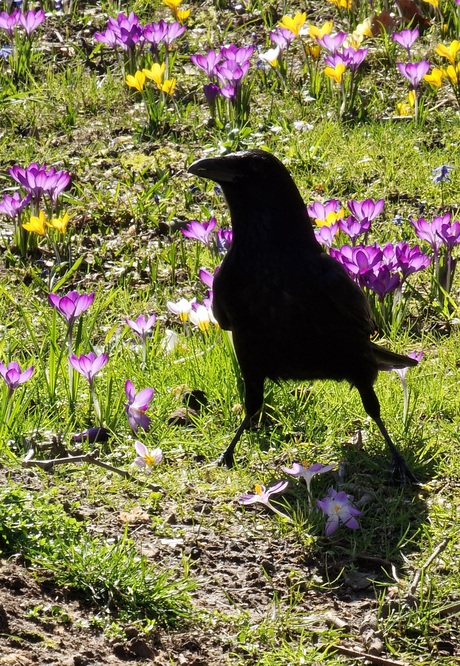 Kraai in het crocussenveld