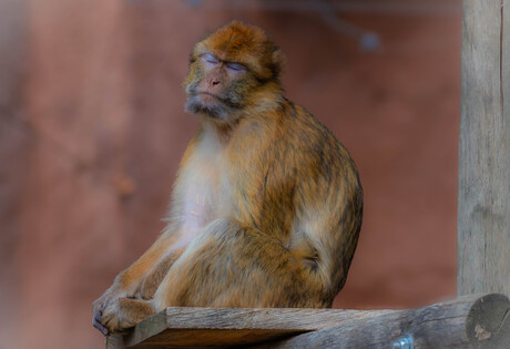 Als ik mijn ogen dicht doe dan ben je er niet
