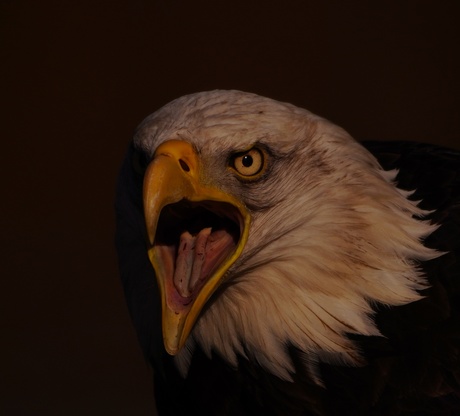 Amerikaanse zeearend