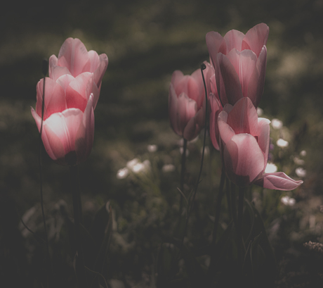 zachtroze tulpjes