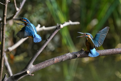 Ijsvogel man en vrouw