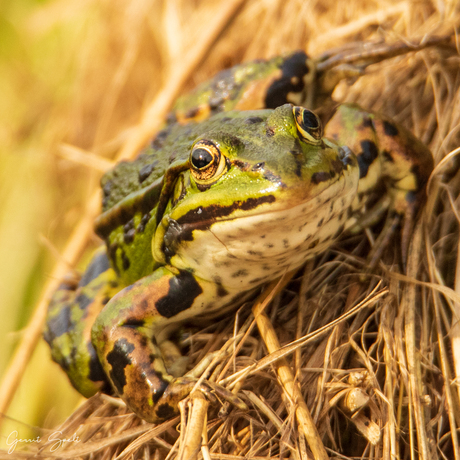 Groene kikker