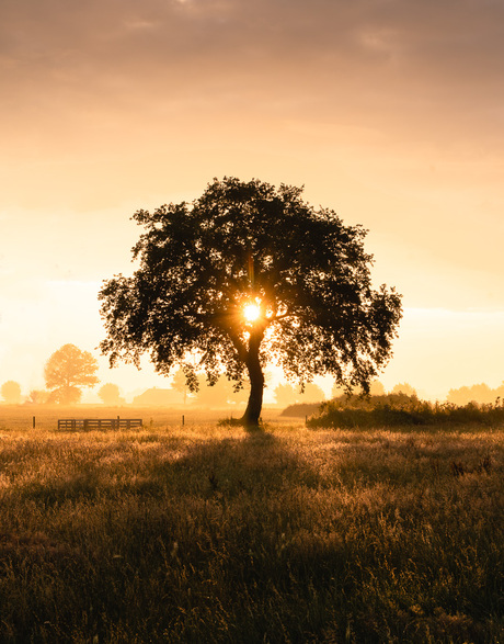 Morning tree