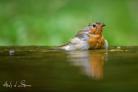 roodborst