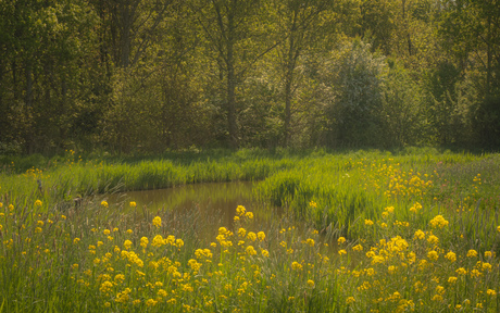 Woudse Polder