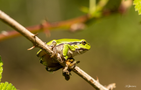 Groene boomkikker