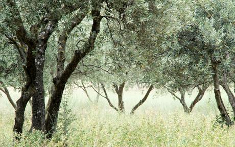 Olijfgaard (á la Vincent?)