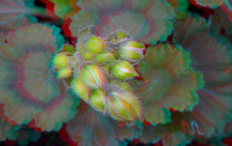 geranium macro 40mm Godox ringflitser 3D anaglyph