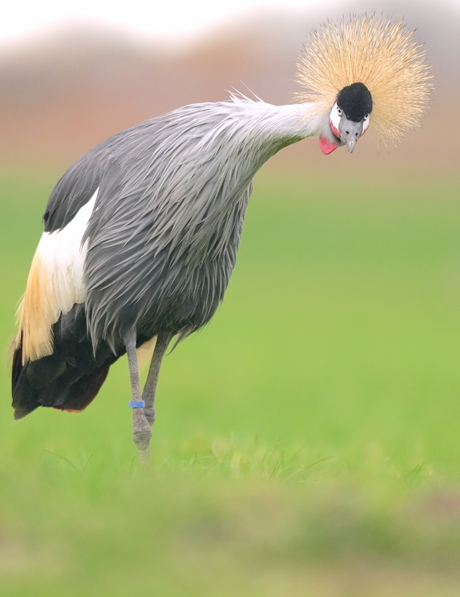 Grijze kroonkraanvogel