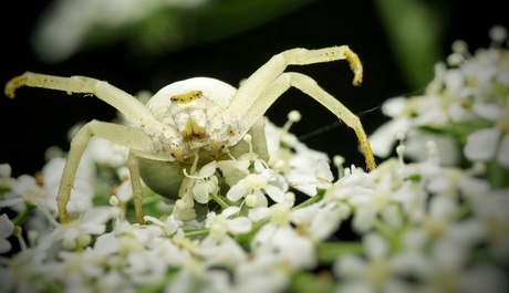 Gewone kameleonspin