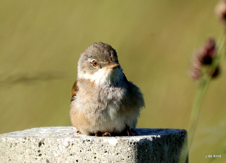 grasmus