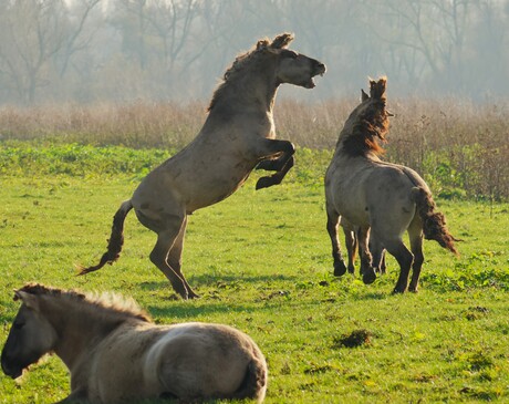Konikpaarden in gevecht